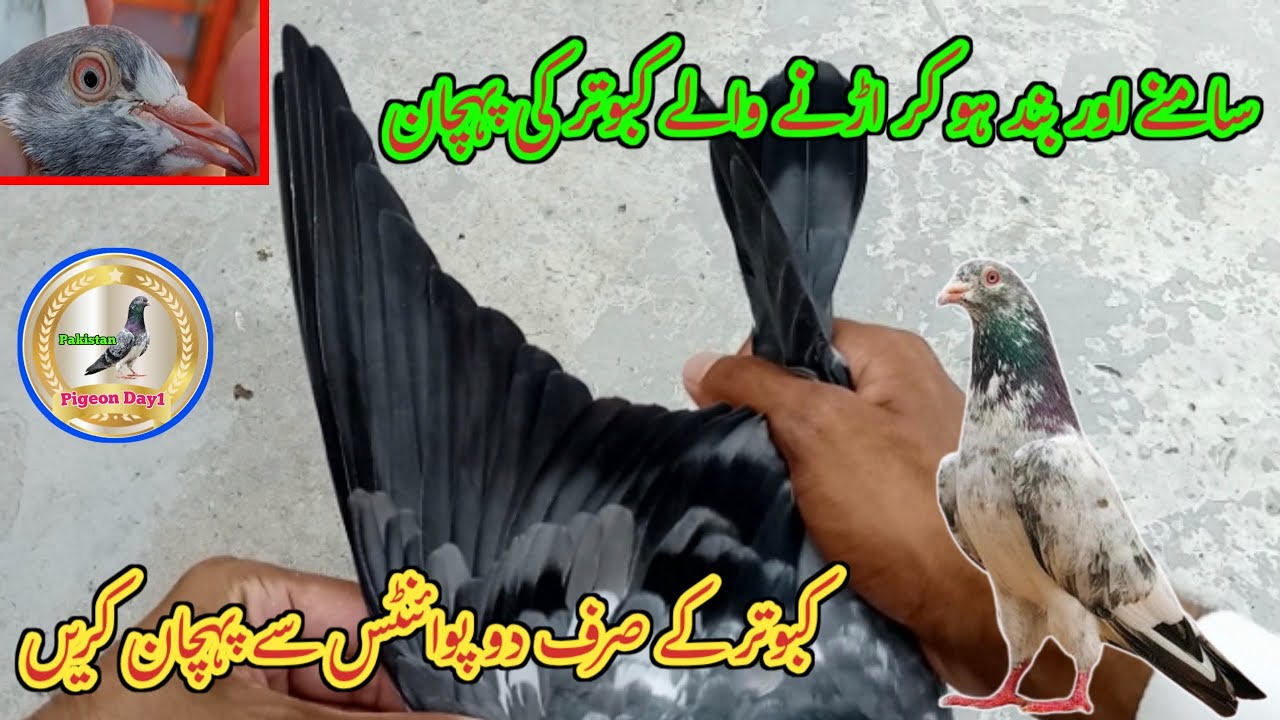 Samny Aur Bhand Hokar Urnay Walay Kabutar Ki Pehchan | Pigeon Day1