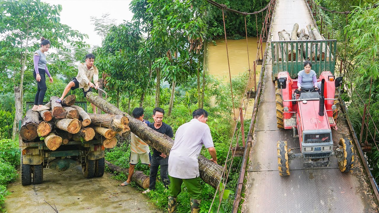 Girl Driving Agricultural Vehicles Transport Lots Of Timber with Extremely Dangerous Roads