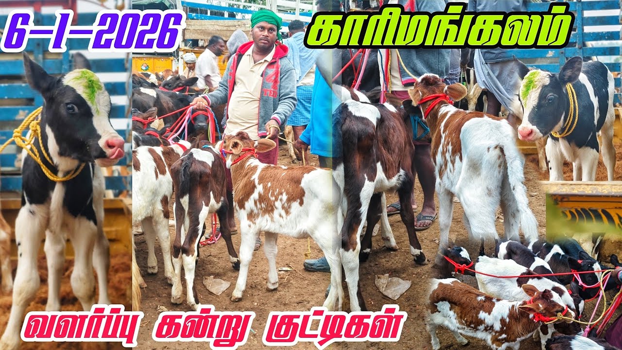 6-1-2026 வளர்ப்பு கன்று குட்டிகள் விலை நிலவரம்? காரிமங்கலம் சந்தை தருமபுரி மாவட்டம் 