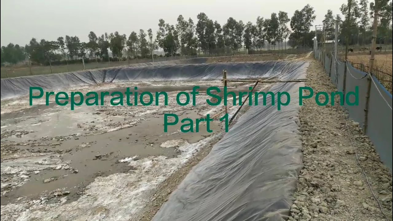 Shrimp Pond Preparation before Seed Stocking Part-1। Vannemei Shrimp