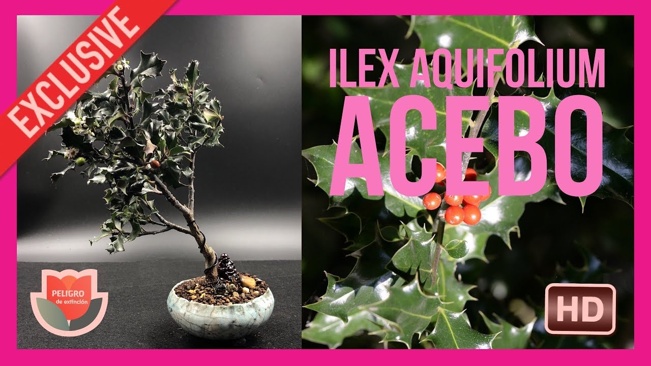 Bonsai Acebo. Ilex Aquifolium