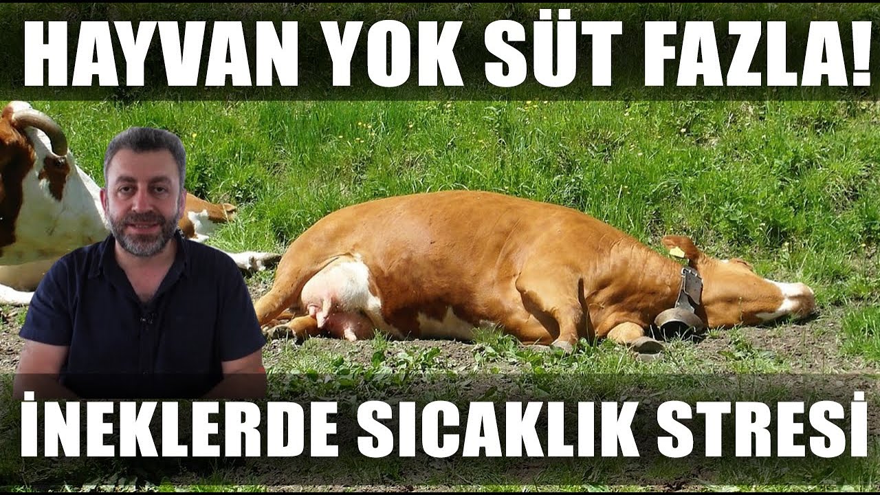 Hayvan Yok Süt Fazlalığı Var! İneklerde Sıcaklık Stresi ve Sinekle Mücadele  / Verimli Çiftlikler