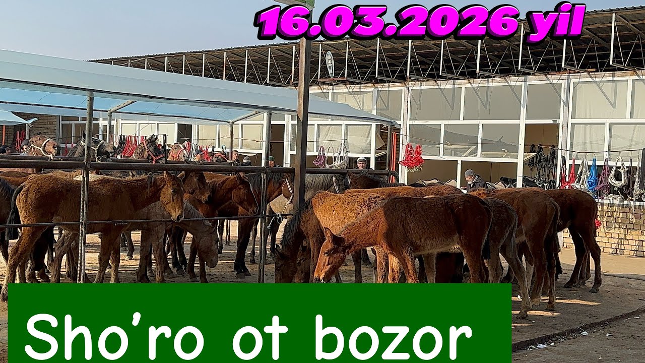 TOSHKENT VIL, QIBRAY TUMANI SHO’RO OT BOZOR