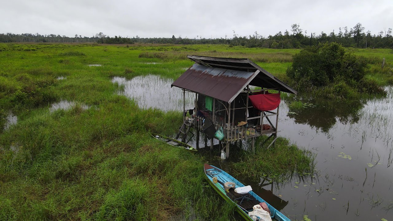 HARI KEDUA BERBURU IKAN DI RAWA HUTAN BESAR DAN BANYAKNYA BEKAS MONSTER PEMANGSA IKAN..