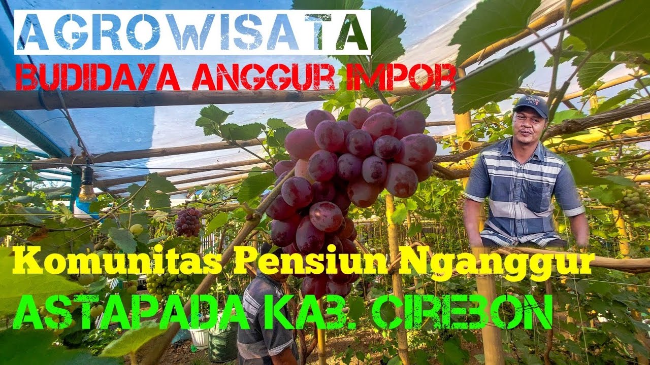 Agrowisata, Budidaya Anggur Impor Bersama Komunitas Pensiun Nganggur Astapada Kab. Cirebon. #fyp