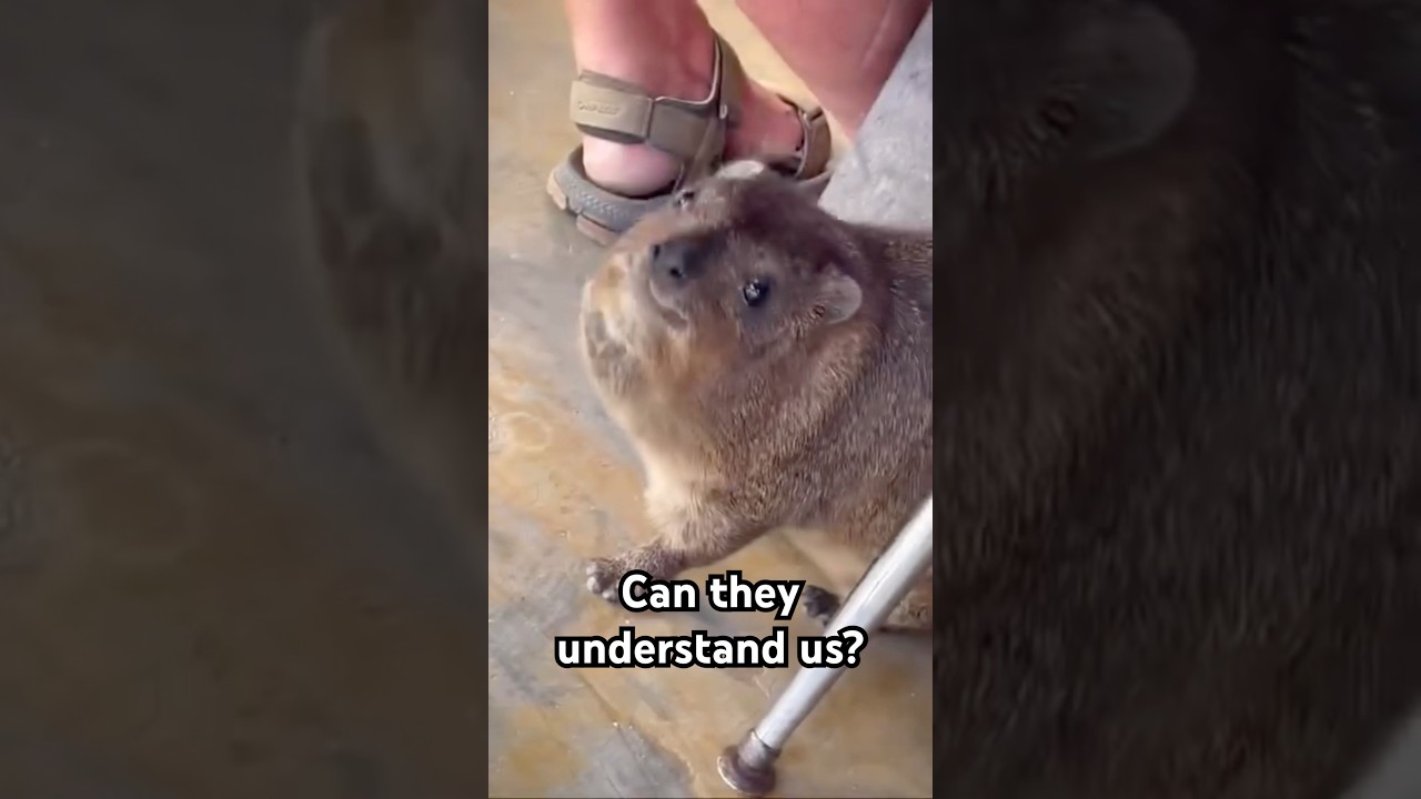 This is a Hyrax! Can they recognize their own names?? #hyrax #wawa