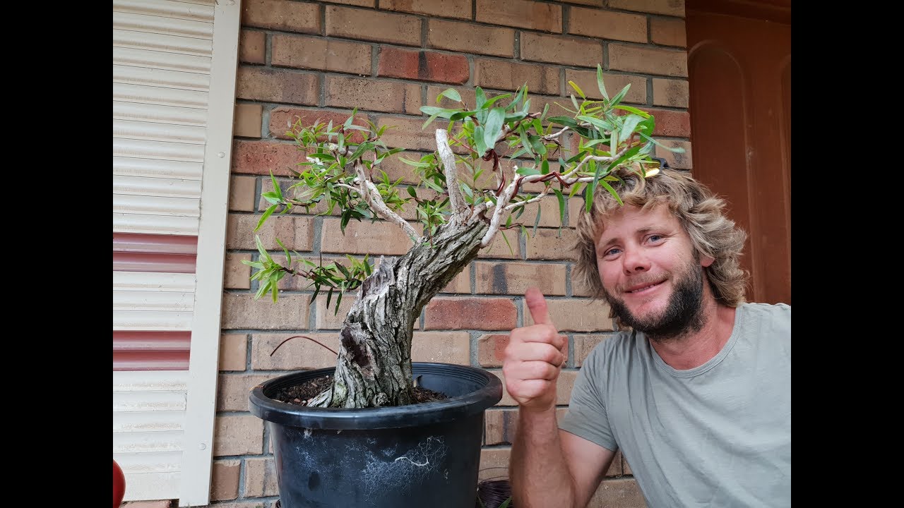 Aussie native Bonsai, Aussie bonsai bloke
