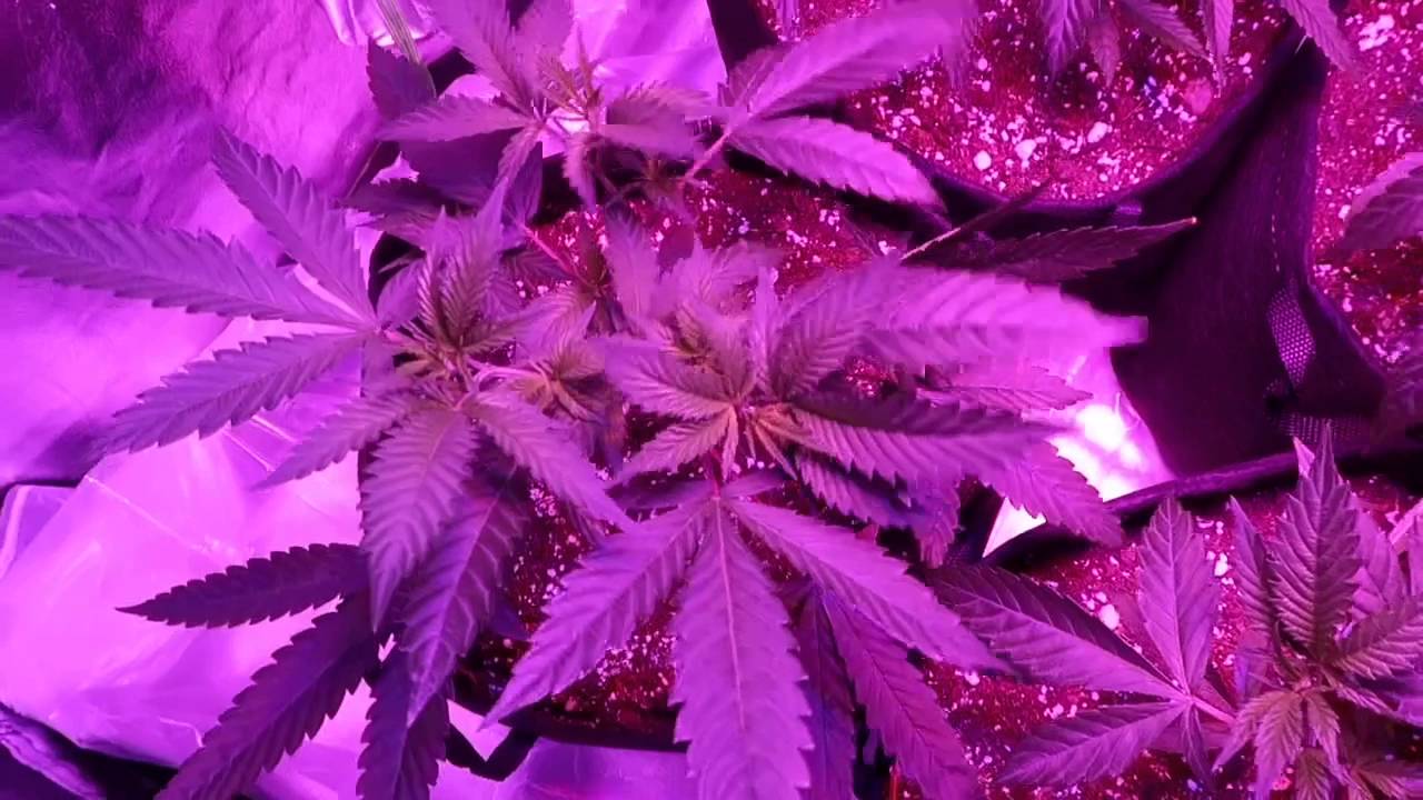 3x3 Fusion Hut Mars Hydro II 400watt LED Crop King Sour Diesel Cannabis GrowVlog Ep.9