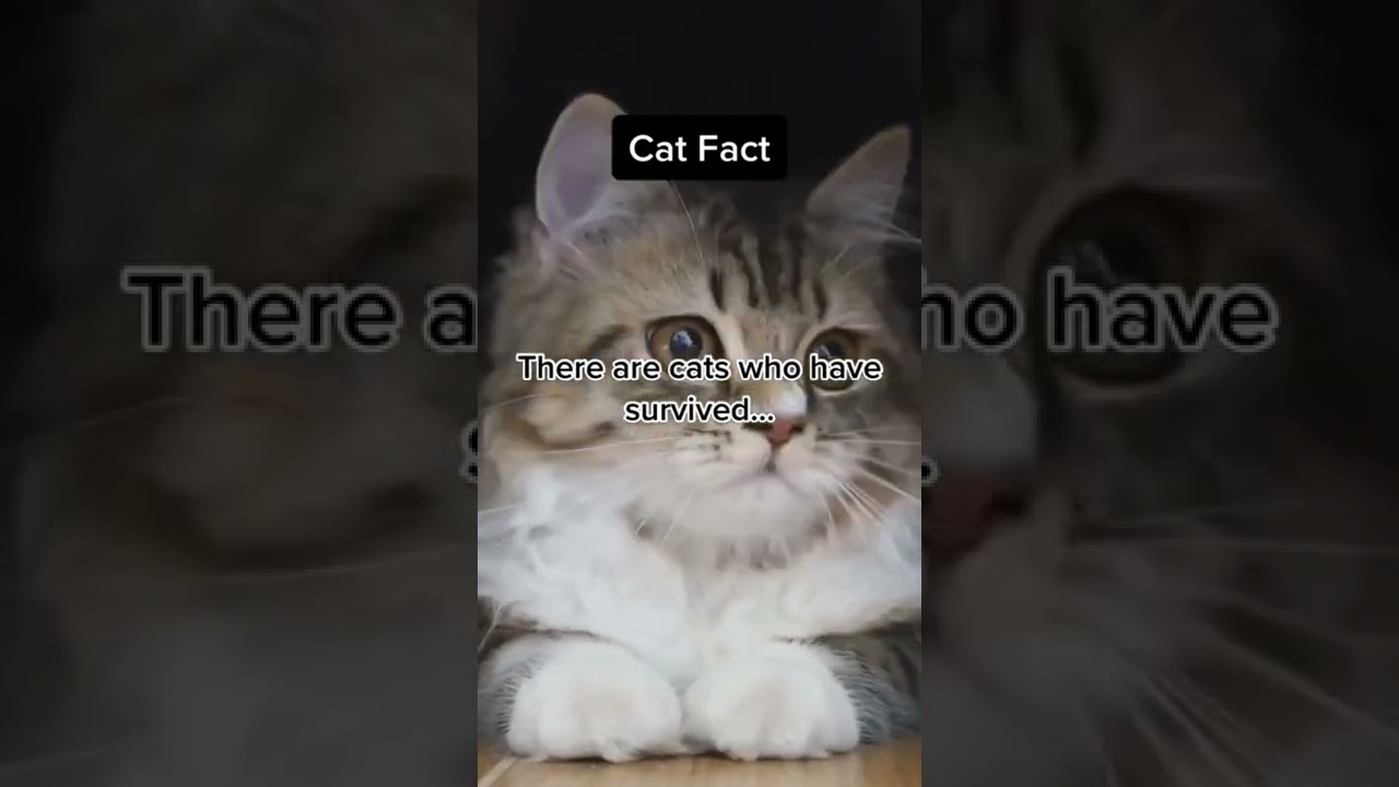 Cats do have 9 lives… 