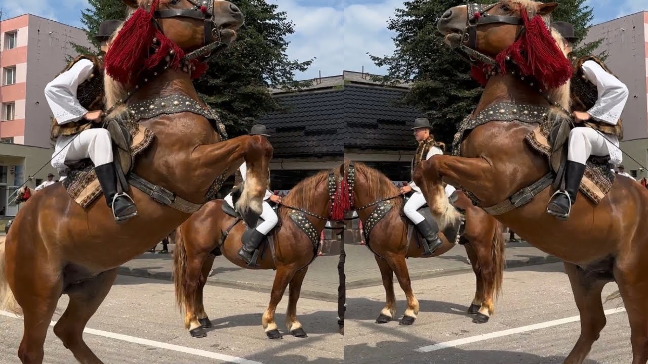 Cai din BUCOVINA! Festivalul Internațional de Folclor “Întalniri Bucovinene” 🇹🇩