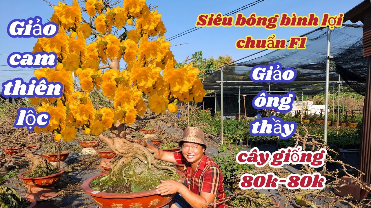02/02/2026💥Mai vàng chơi tết 2026-siêu bông bình lợi, giảo cam thiên lộc, giảo ông thầy chuẩn F1 80k