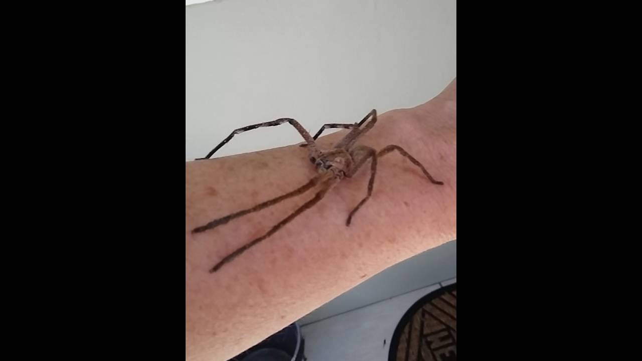 Rain spider (Palystes superciliosus )