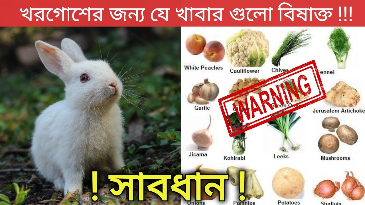 খরগোশ কে কি কি খাওয়াবেন না | What Not To Feed Rabbits | Poisonous Foods for Rabbit |  খরগোশ পালন
