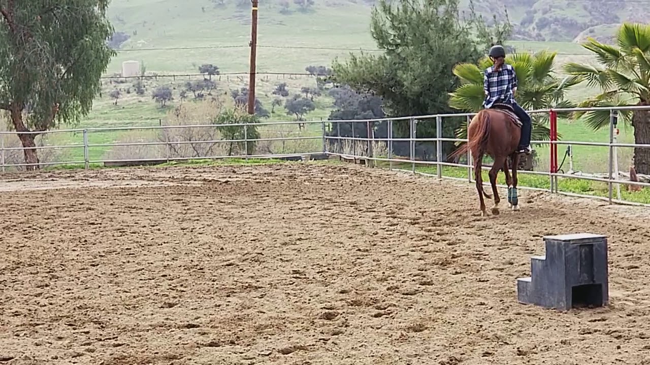 Horse Riding Lesson om Arabian Mare 5 yo
