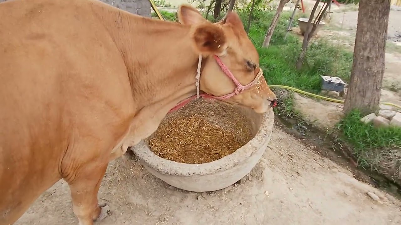 मात्र 7000मे गाय ले जाये ! सबसे सस्ती गए कहां मिलेगी ! #viralvideo #tranding #dailyvlog #cow #gaay