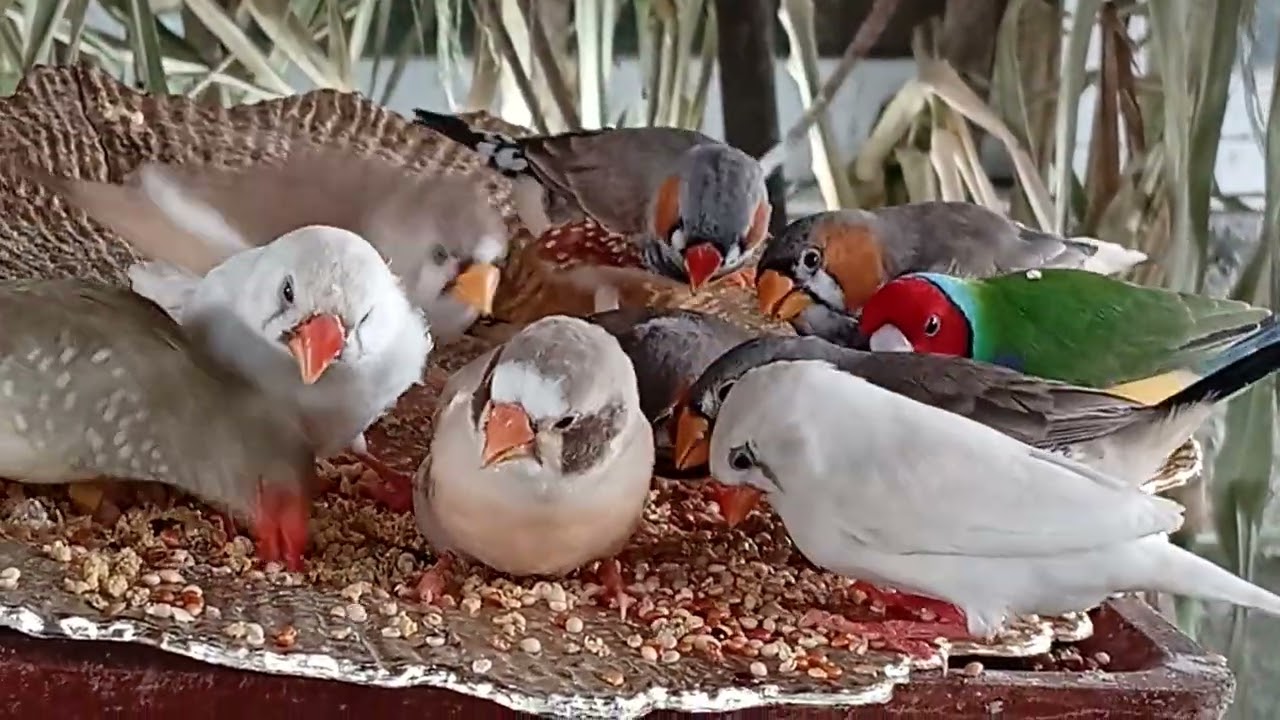 Gouldian diamonddove diamondfiretail shafttail starfinch shafttail stress relief society aviary finc
