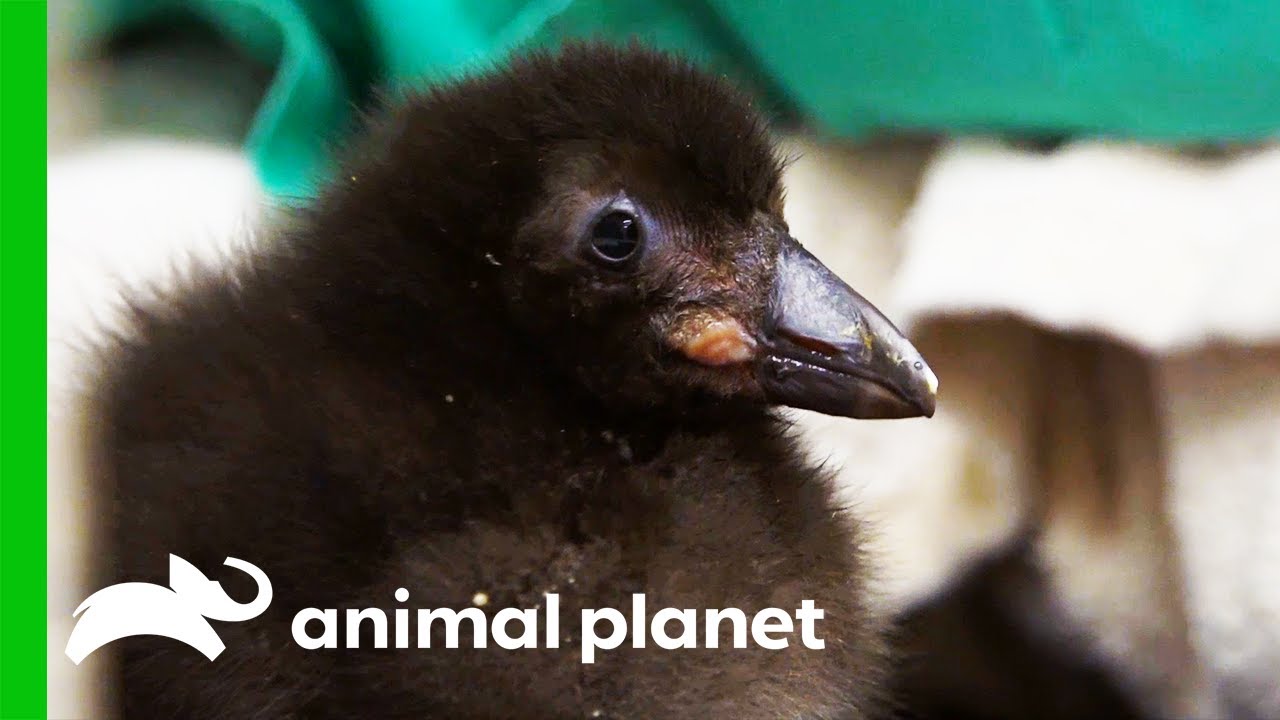 Puffling Learns To Swim | The Zoo