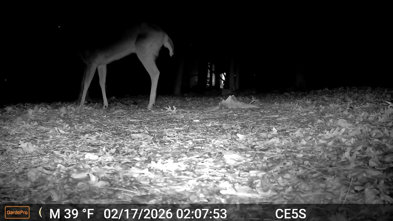 Cain cam 260217 E5S