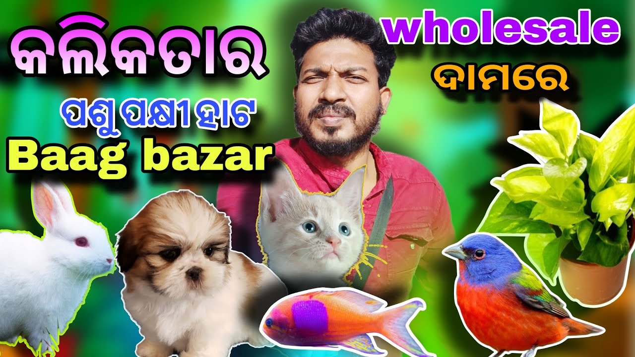 କଲିକତାରେ 😁Vodafone କୁକୁର //coulor ମାଛ😘show ଗଛ//wholesale ଦାମ ରେ//@Vloggertribaltoka 