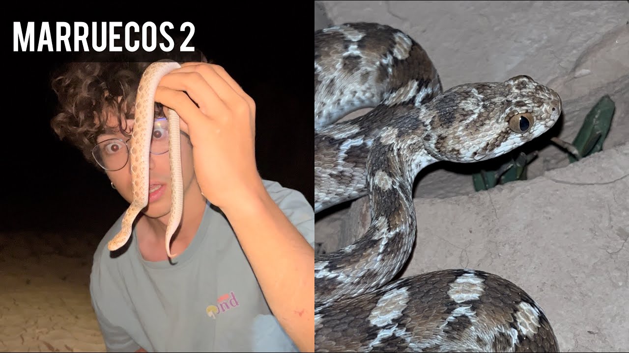 PARTE 2 Buscando animales en MARRUECOS | Encontramos una víbora letal