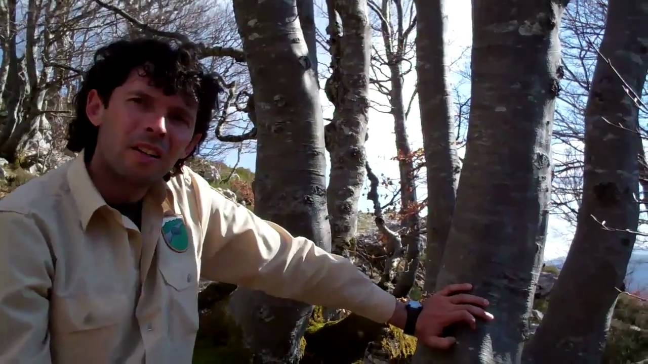 Arboles sí pueden crecer sobre rocas