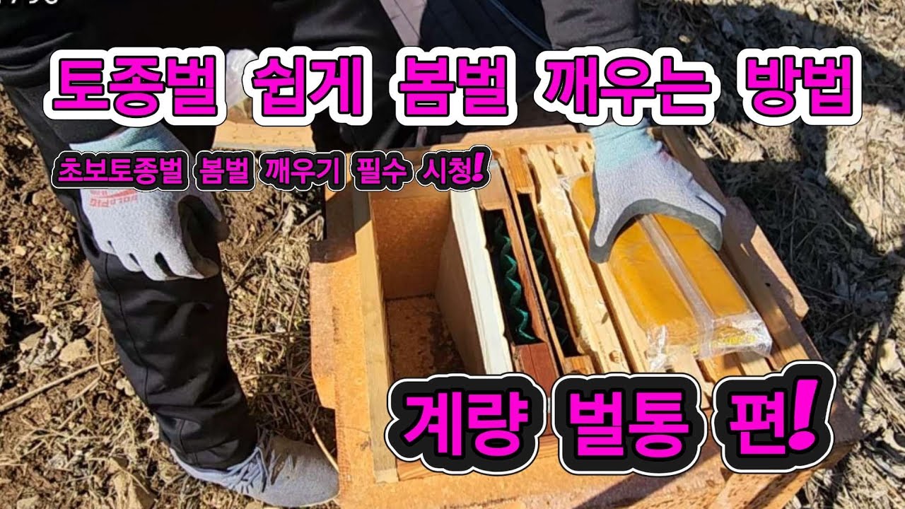 초보토종벌 굶어죽는 토종벌!  봄벌깨우기! 계량벌통은 이렇게 하면 그냥 껌! 토종벌 아사 주의 사양액 급여 하기! #토종벌 #초보토종벌 #봄벌깨우기 #계량벌통