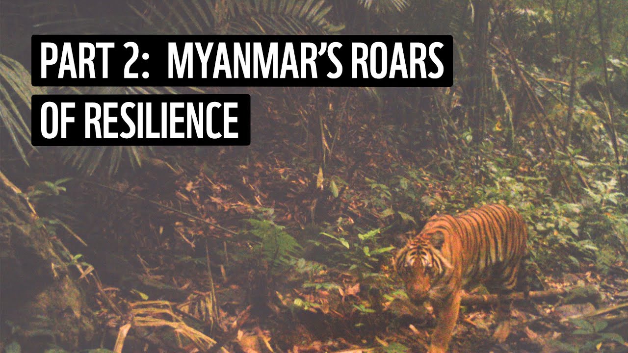 Part 2 | Myanmar's Tigers in Transition & Overcoming Hurdles | WWF-Myanmar