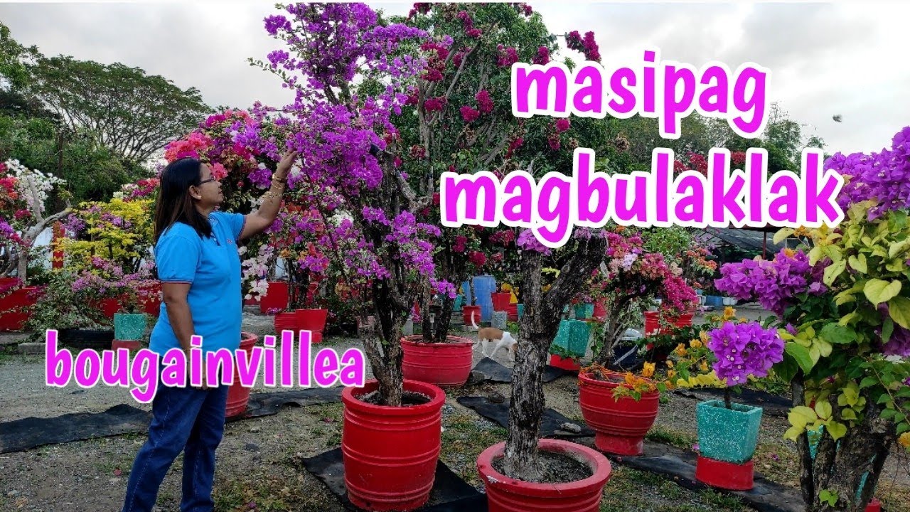 mga variety ng bougainvillea na masipag magbulaklak lalo na sa grafted / Royale Garden