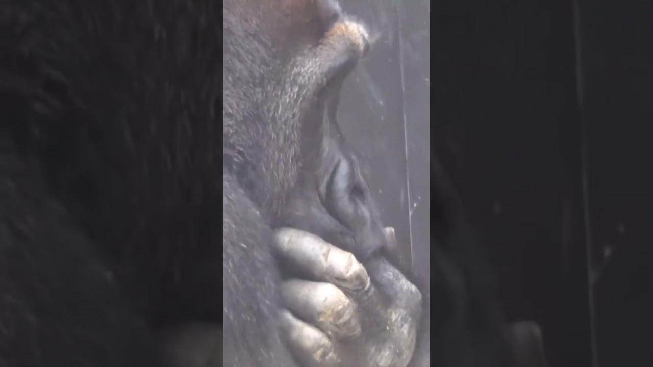 Gorilla★Finger sucking silverback in the future.★KyotoZoo #shorts