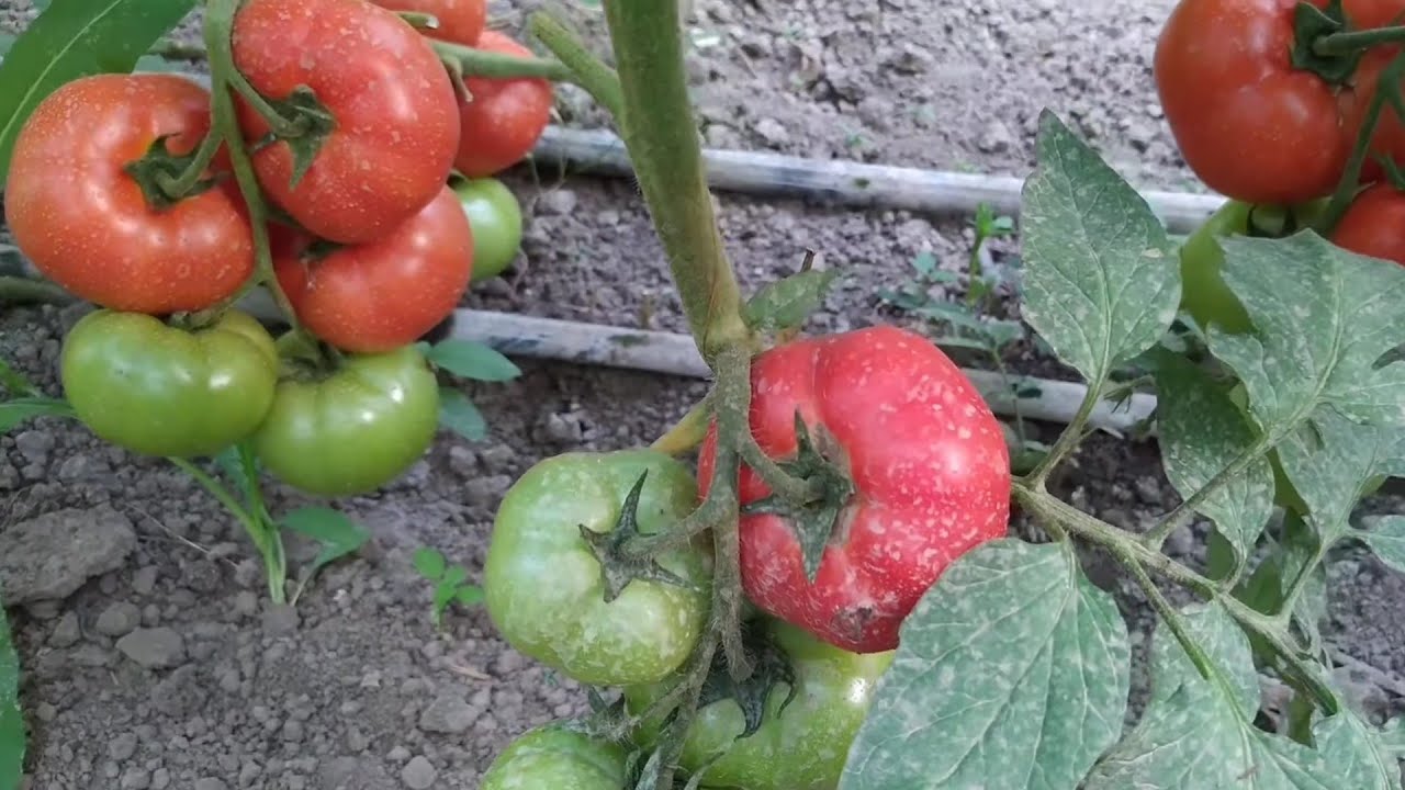 Cele mai gustoase roșii,cel mai gustos hibrid de tomate, roșii gustoase pentru solar 🍅VIVA f1
