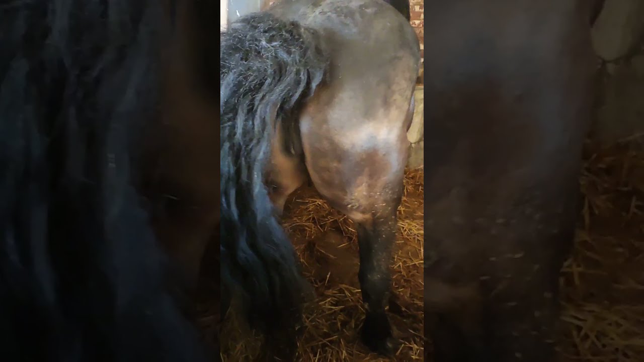 Beautiful Mare in heat