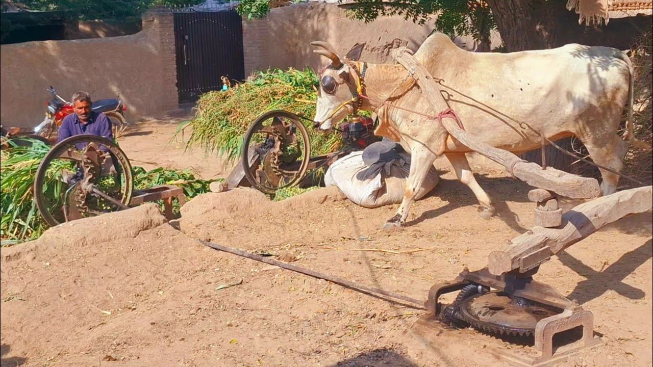 Bull powered gear toka machine | Antique and unique village life in punjab | Traditional punjab