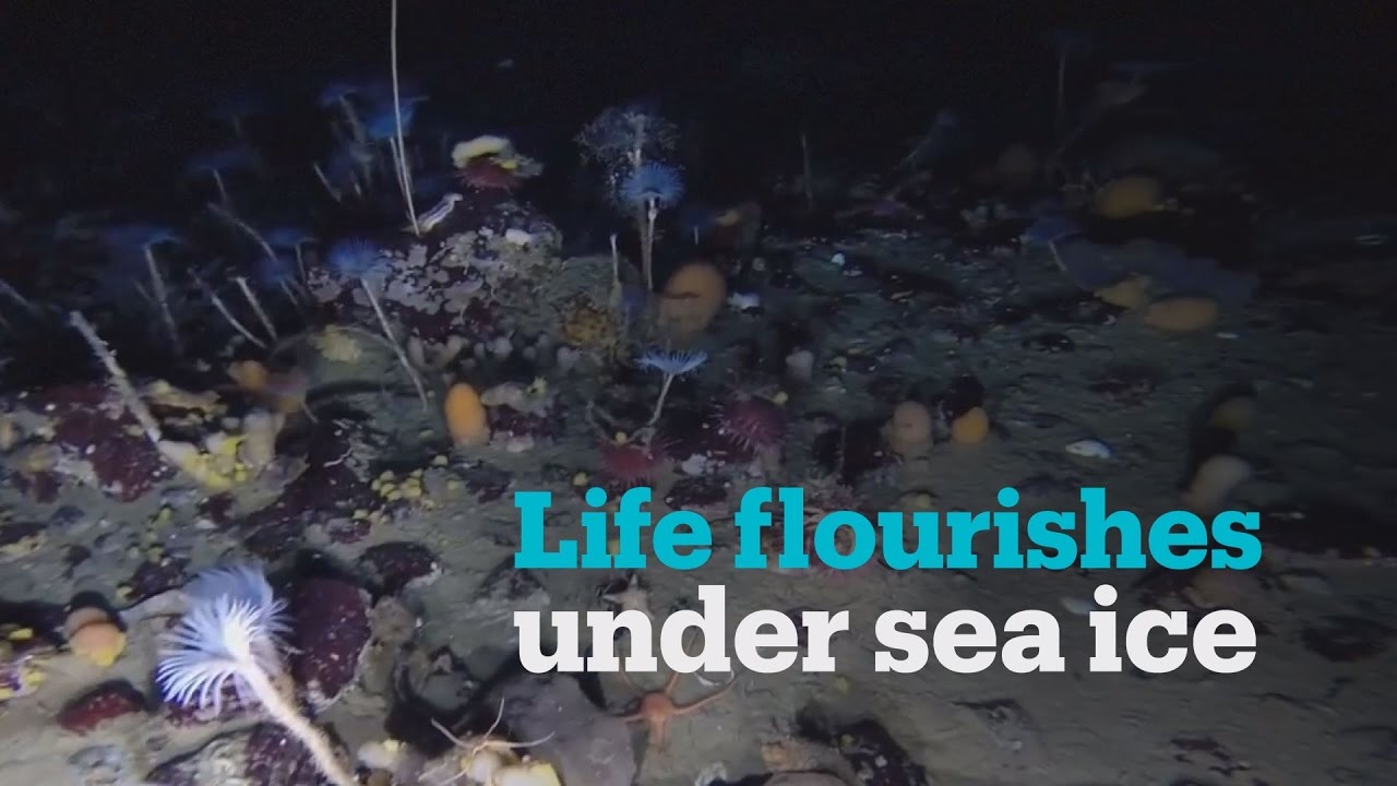 See rare footage of colourful marine life under Antarctica's ice sheet
