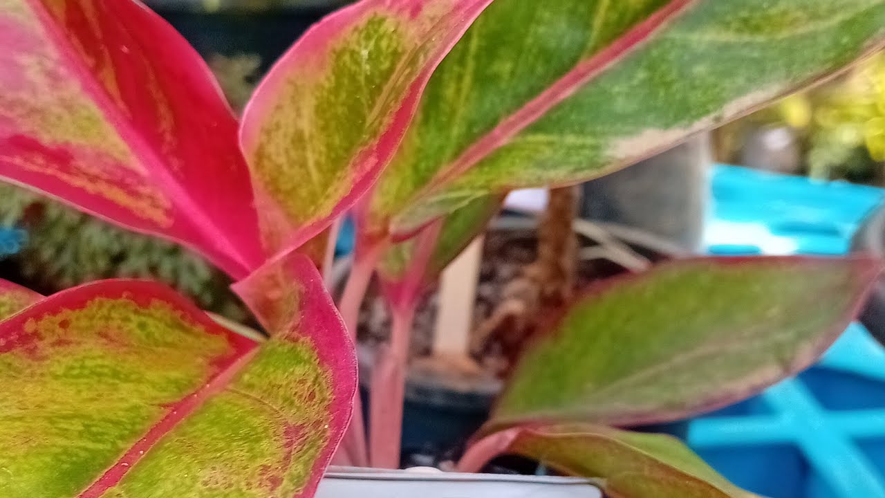 මගේ දෙවෙනි Plant Sale එක 🪴🥰                                  එන්න ඇවිත් බලන්න 0778210694 ♥️