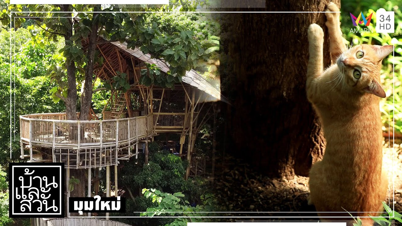 บ้านและสวน | มุมใหม่ | สวนแมว
