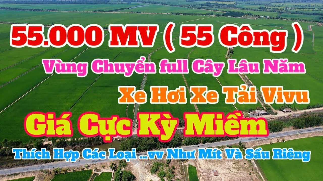 (Số 899) Bán Gấp 👉55.000MV 💥Giá Siêu Rẻ Và Đẹp / Vùng Trồng Cây Lâu Năm 
