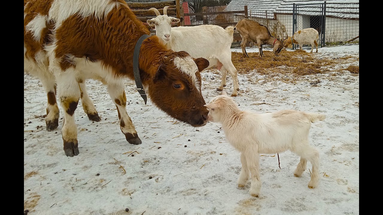 První letošní kůzle + Bonifác