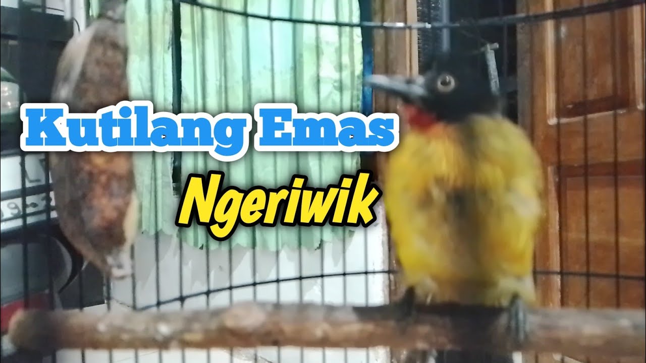 Kutilang Emas ❗❗Bahan Ombyokan Belajar Bunyi Ngeriwik