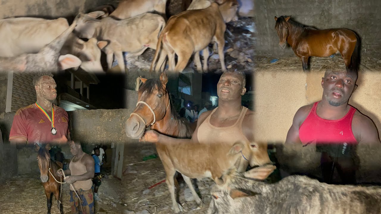 Partage des BŒUFS et des CHEVAUX,  CLASSICO JOAL, reection de FRANC, GANDIA FAMA, BIRAME, BABOU SARR