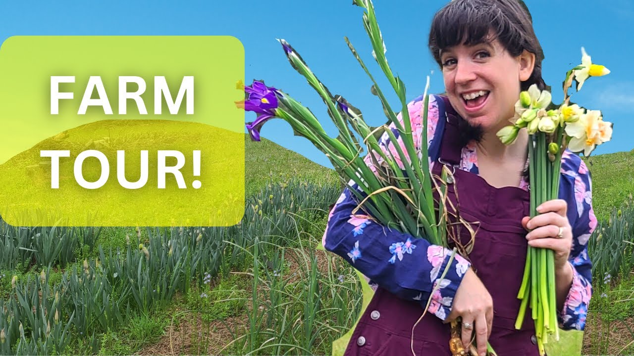 FLOWER FARM TOUR, DAFFODILS ARE IN BLOOM!