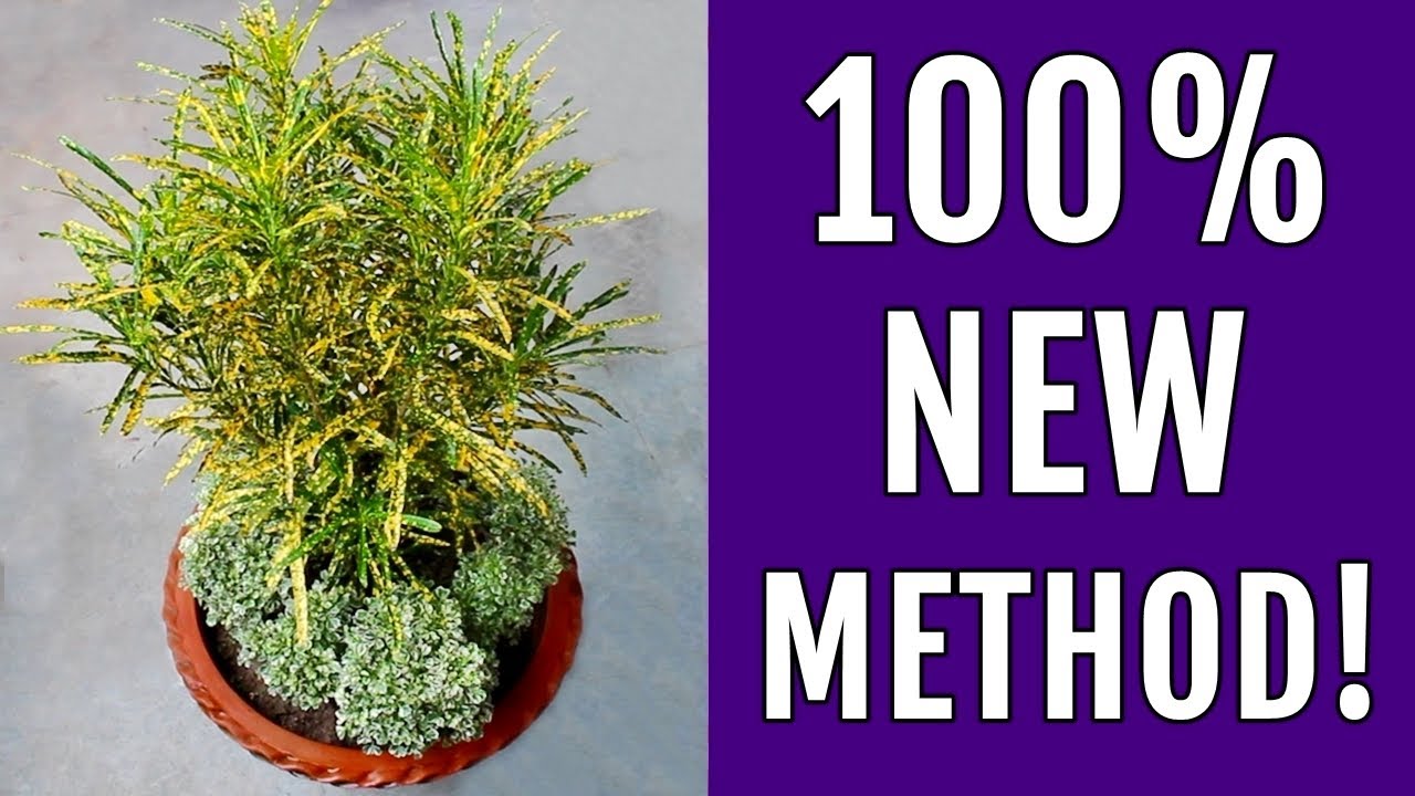 Totally NEW Way to Grow CROTON You Haven't Seen Before!