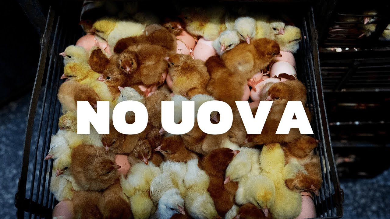 Perch&eacute; i vegani non mangiano le uova?