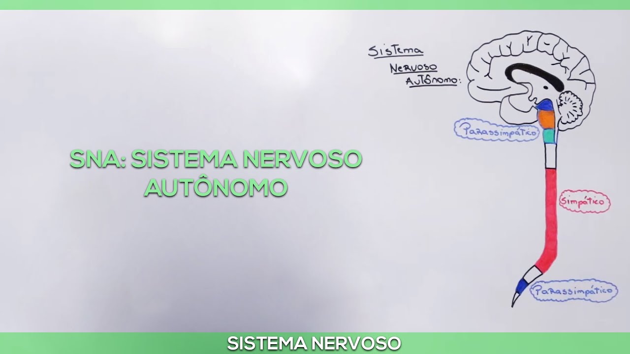 SNA: Sistema Nervoso Autônomo