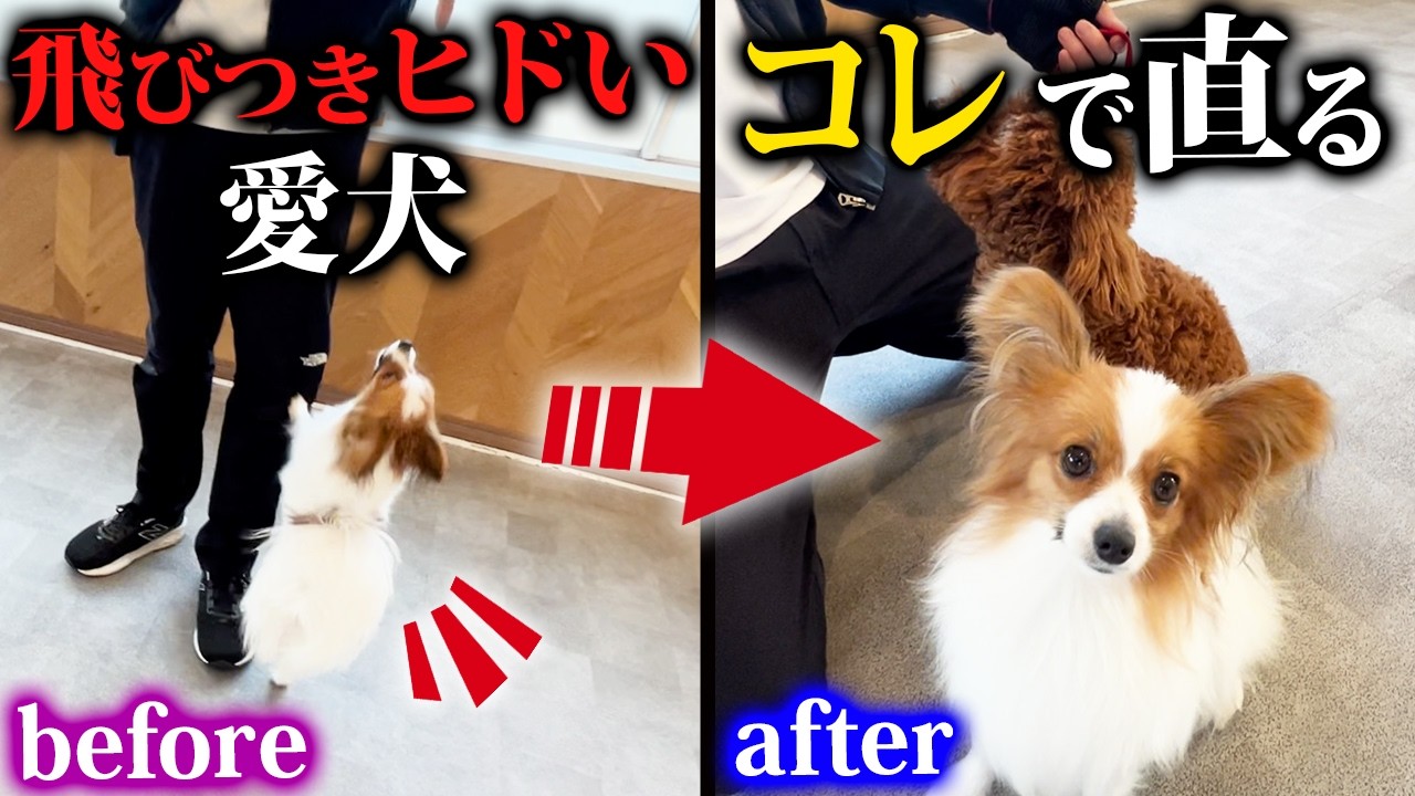 【犬しつけ】人に飛びついてしまう愛犬を劇的に改善させます【トレーニング】