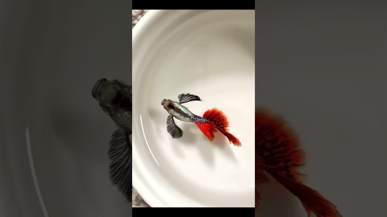 A+ Quality Red Tail Platinum Dumbo ear guppy