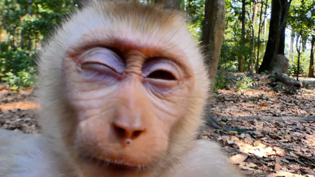 What Happen on Jacee in Family Luna ! update Lynx. and Other Orphaned monkey