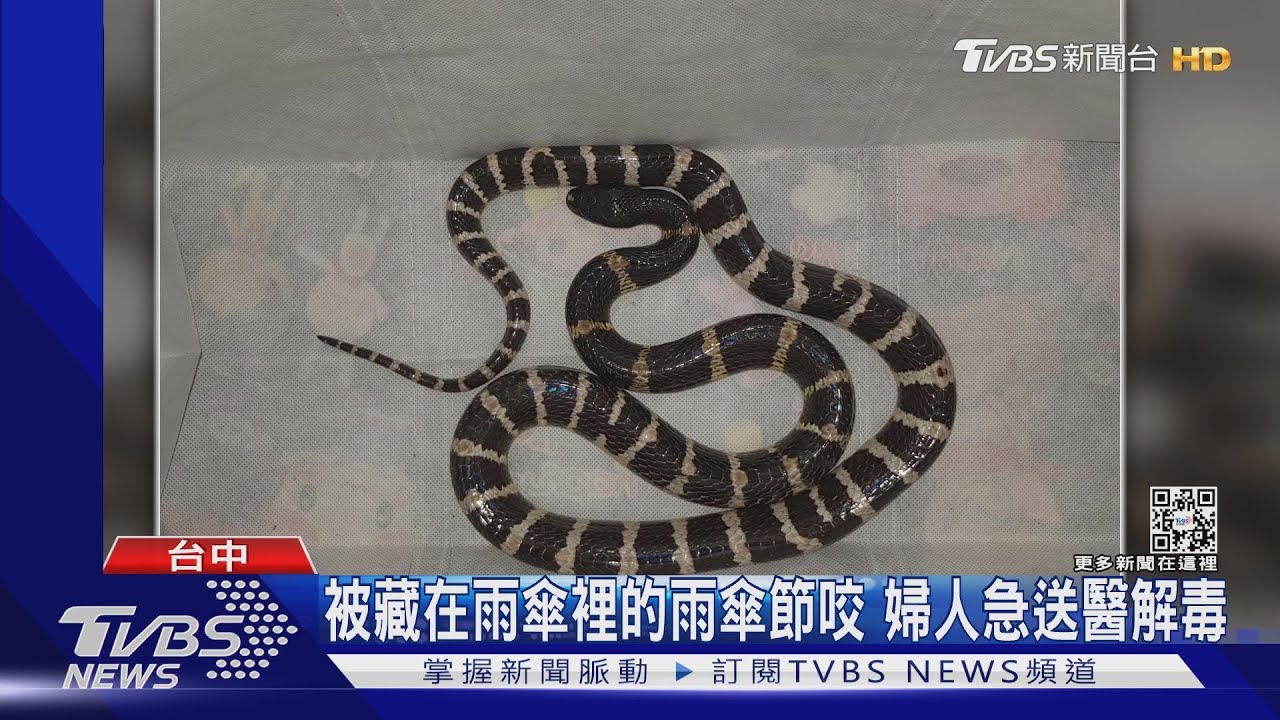 被藏在雨傘裡的雨傘節咬 婦人急送醫解毒｜TVBS新聞