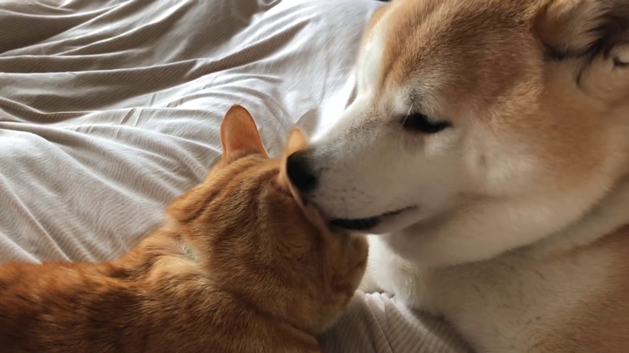 ♡兄* 弟* 愛♡＜茶トラと柴犬の兄弟＞【岳パラダイス】