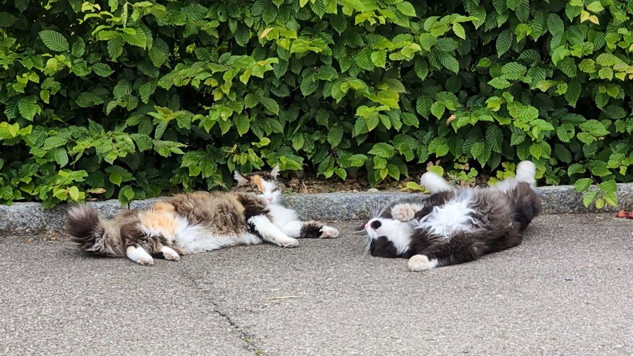 Norwegian Forest Cat: Lilly & Odin in 