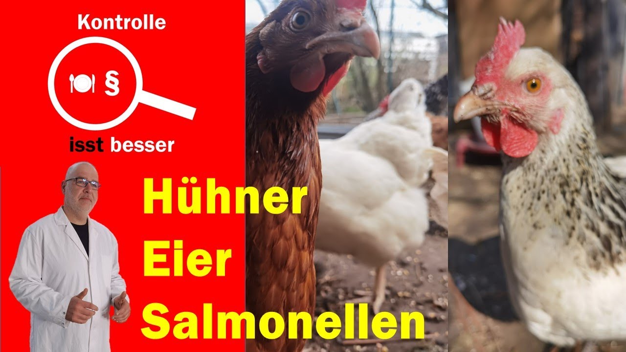 Der Lebensmittelkontrolleur, das Ei und die Salmonellen